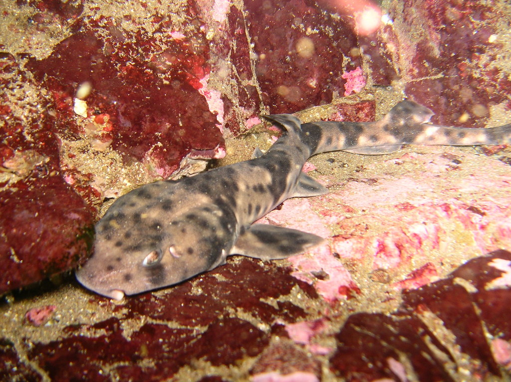 Red-spotted cat shark (Schroederichthys chilensis) — Scyliorhinidae