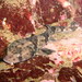 Redspotted Catshark - Photo (c) ulrich zanabria, some rights reserved (CC BY-NC), uploaded by ulrich zanabria