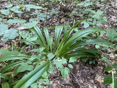 Hymenocallis occidentalis