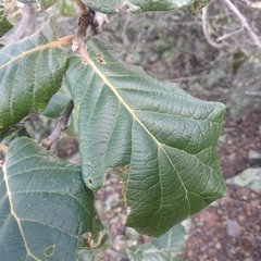 Quercus crassifolia