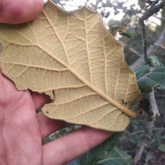Quercus crassifolia
