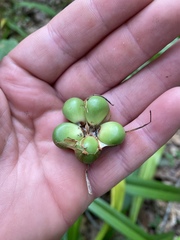 Hymenocallis occidentalis