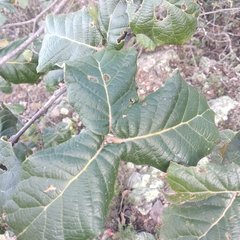 Quercus crassifolia