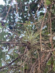 Tillandsia fasciculata