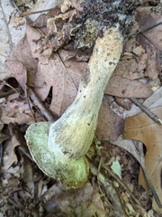 Boletaceae