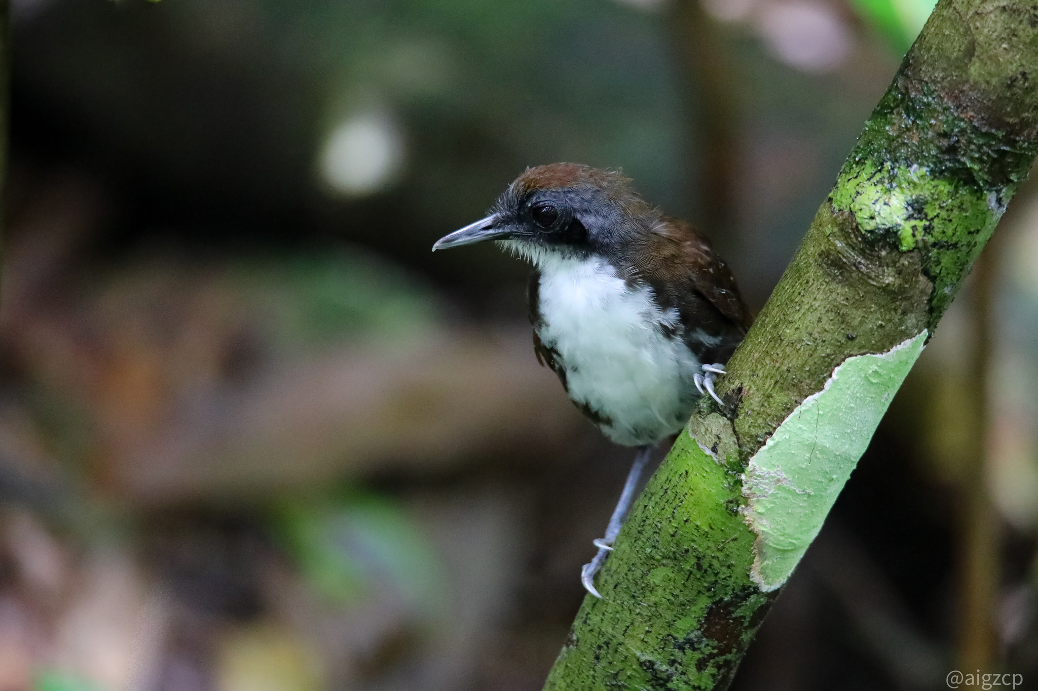 Bicoloured Antbird (Gymnopithys bicolor)