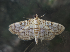 Haritalodes derogata
