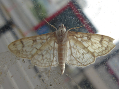 Haritalodes derogata