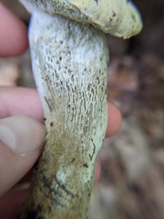 Boletaceae