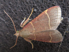 Hypsopygia glaucinalis