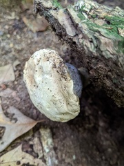 Boletaceae