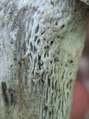 Boletaceae