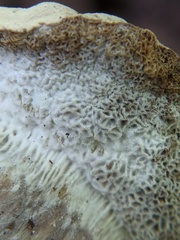 Boletaceae