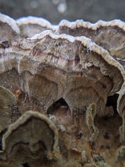 Trametes versicolor