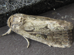 Spodoptera depravata