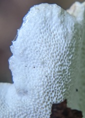 Trametes versicolor