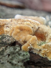 Trametes versicolor