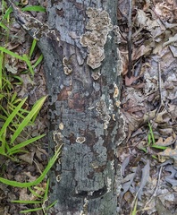 Trametes versicolor