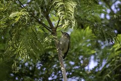 Vireo gilvus