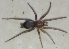 Araneae