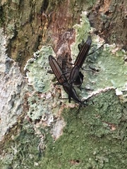 Trachelizini