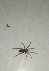 Araneae
