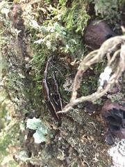 Trachelizini