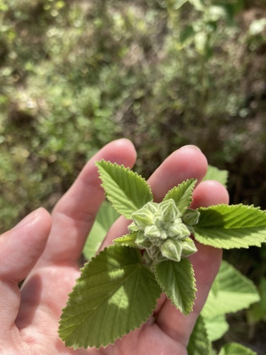 ‘ilima (Sida cordifolia)
