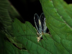 Oecanthus longicauda
