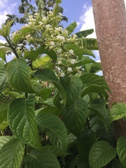 Heliotropium verdcourtii