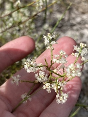 Polygonella polygama polygama