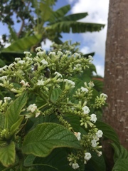 Heliotropium verdcourtii