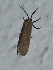 Pygarctia pterygostigma
