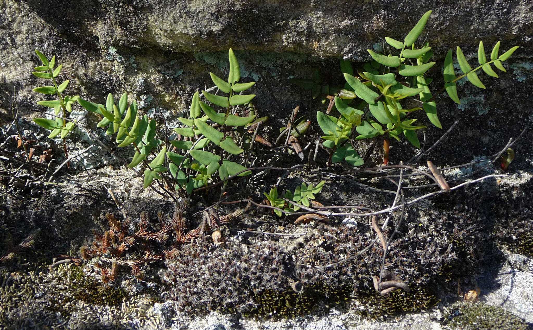 Pellaea glabella subsp. glabella