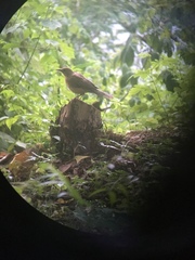 Turdus grayi