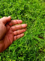 Leptochloa mucronata