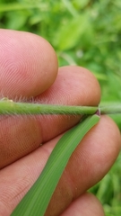 Leptochloa mucronata