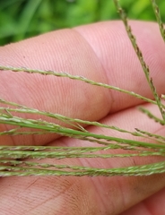 Leptochloa mucronata