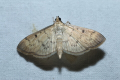 Herpetogramma fluctuosalis