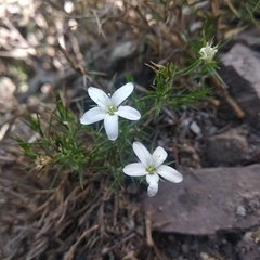 Arenaria lycopodioides