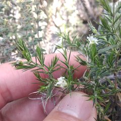 Arenaria lycopodioides