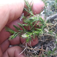 Arenaria lycopodioides