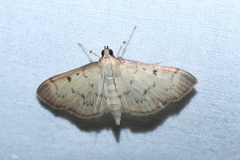 Herpetogramma fluctuosalis