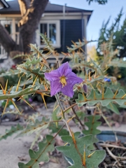 Solanum pyracanthos