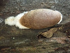 Reticularia splendens