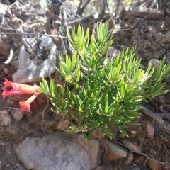 Bouvardia tenuifolia