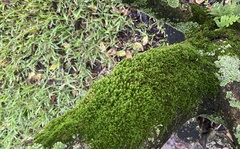Bryophyta