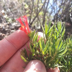 Bouvardia tenuifolia