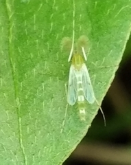 Pterygota