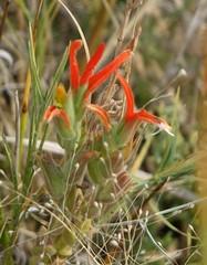 Castilleja minor